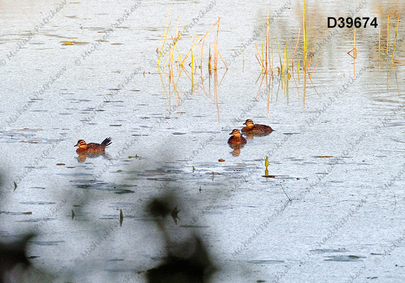 Masked Duck (Nomonyx dominicus)